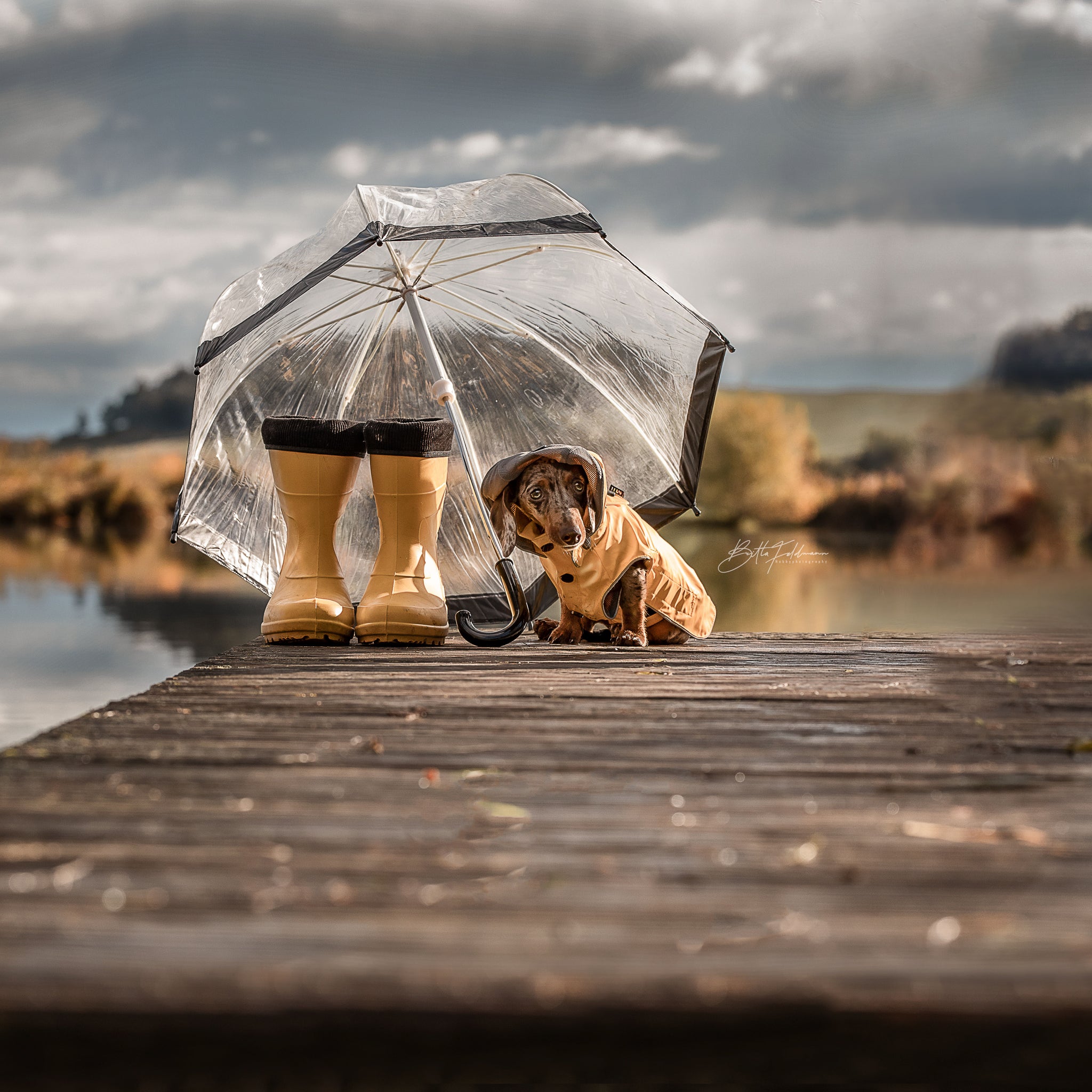 Hunde Regenmantel Dackel     - von rukka Pets kaufen bei leopolds-finest