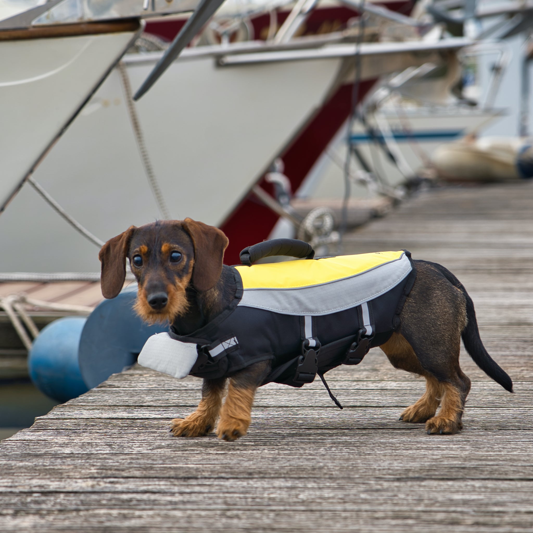 Schwimmweste kleine Hunde     - von Alcott kaufen bei leopolds-finest